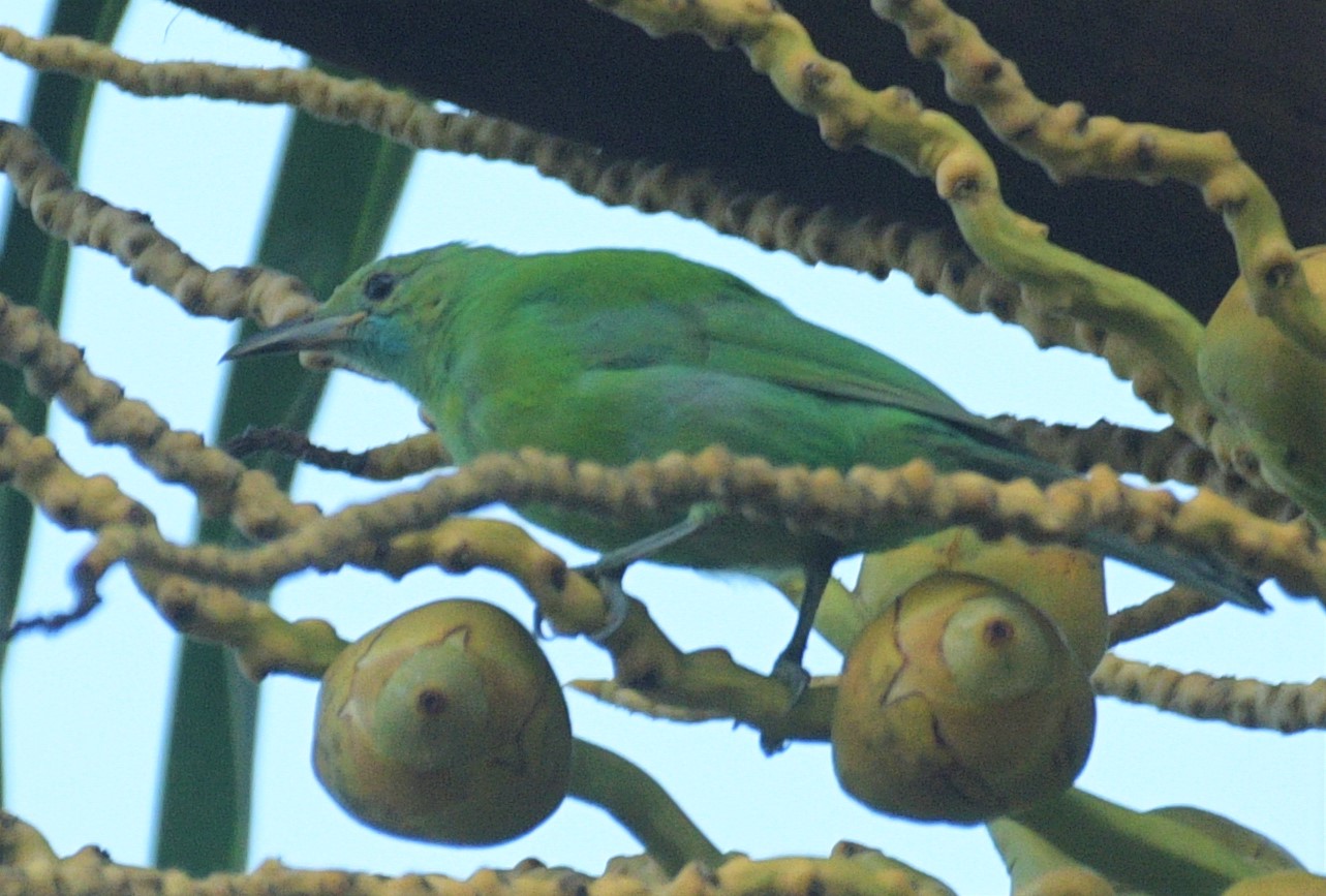 Jerdon's Leafbird